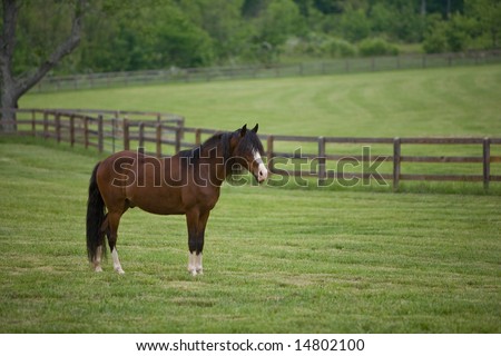 Beautiful Peruvian horse standing in green pasture, with fence and trees in background.