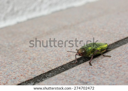 Green bug walking on the floor, Okinawa, Japan
