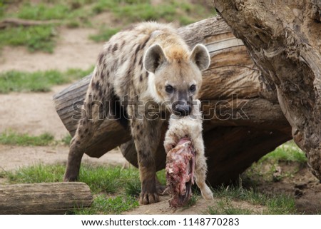 Spotted Hyena