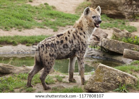 Spotted Hyena