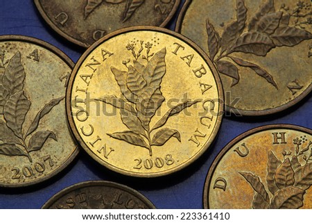 Coins of Croatia. Tobacco plant (Nicotiana tabacum) depicted in the Croatian 10 lipa coin.
