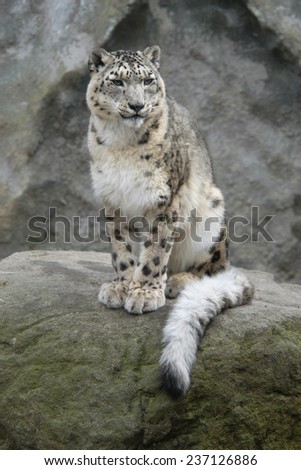 Snow leopard (Panthera uncial).