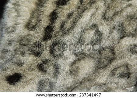 Snow leopard fur texture (Panthera uncial).