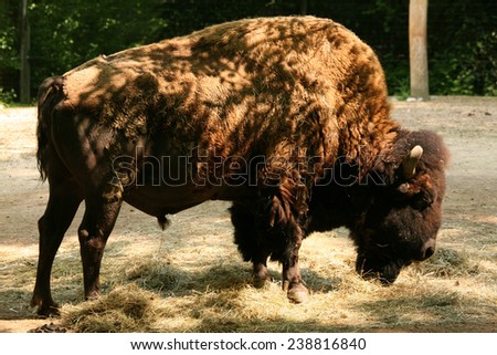 American bison (Bison bison), also known as the American buffalo.