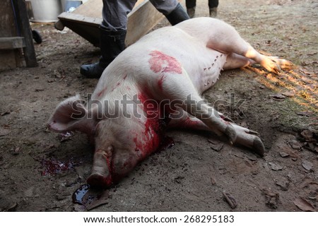 TURNOV, CZECH REPUBLIC - MARCH 5, 2011: Fresh slaughtered pig seen during the traditional Shrovetide public pig slaughter called zabijacka in Vsen near Turnov, Czech Republic.