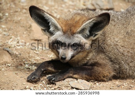 Bat-eared fox (Otocyon megalotis). Wildlife animal.