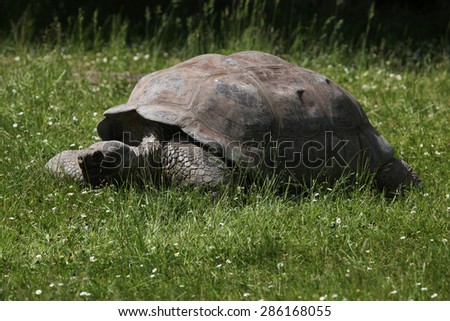 Santa Cruz Galapagos giant tortoise (Chelonoidis nigra porteri). Wildlife animal.
