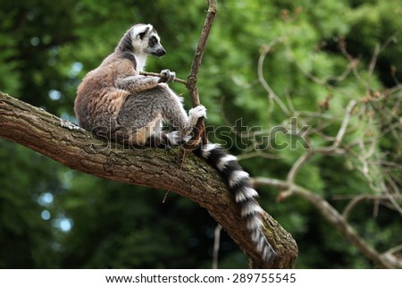 Ring-tailed lemur (Lemur catta) sitting on branch. Wildlife animal.