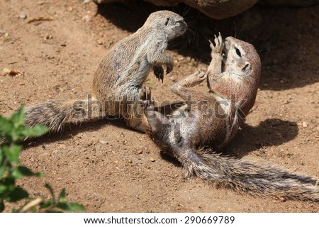Two Cape ground squirrels (Xerus inauris). Wildlife animals.