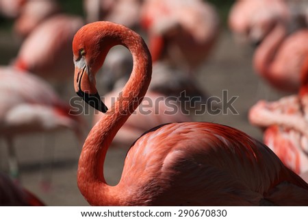 Caribbean flamingo (Phoenicopterus ruber), also known as the American flamingo. Wildlife animal.