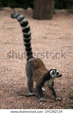 Ring-tailed lemur (Lemur catta). Wildlife animal.