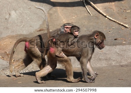 Female Hamadryas baboon (Papio hamadryas) with a baby on its back. Wild life animal.