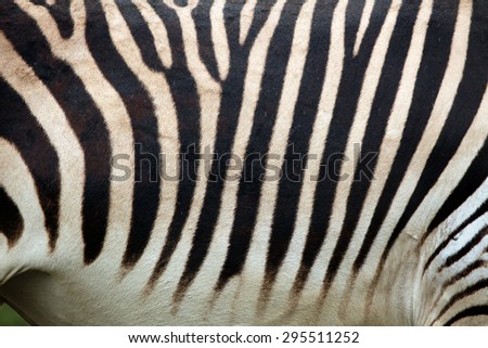 Hartmann's mountain zebra (Equus zebra hartmannae) skin texture. Wildlife animal.