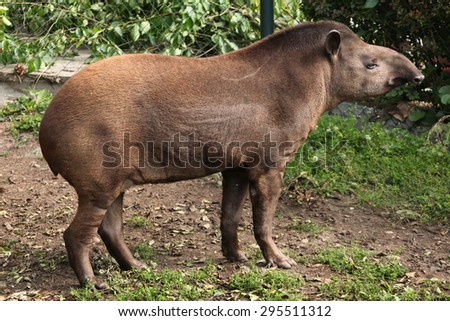South American tapir (Tapirus terrestris), also known as the Brazilian tapir. Wildlife animal.
