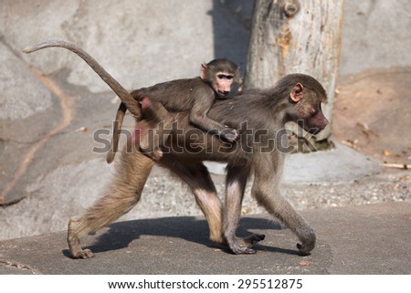 Female Hamadryas baboon (Papio hamadryas) with a baby on its back. Wild life animal.