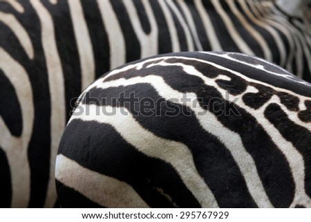 Maneless zebra (Equus quagga borensis) skin texture. Wildlife animal.