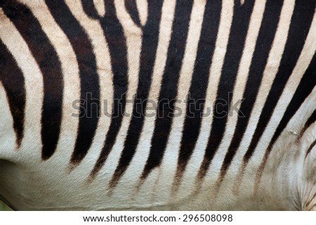 Hartmann\'s mountain zebra (Equus zebra hartmannae) skin texture. Wildlife animal.