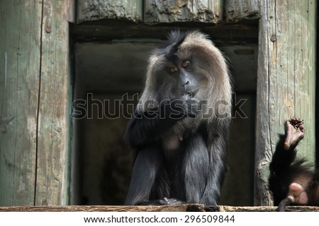 Lion-tailed macaque (Macaca silenus), also known as the wanderoo. Wildlife animal.