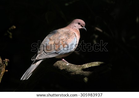 Laughing dove (Spilopelia senegalensis). Wild life animal.