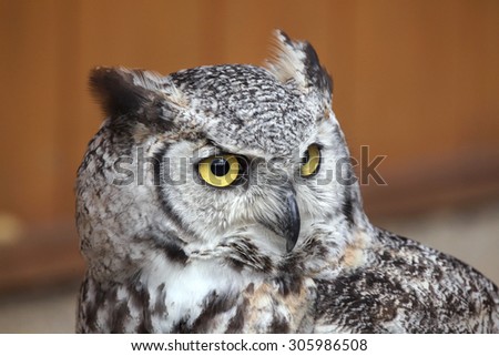 Great horned owl (Bubo virginianus), also known as the tiger owl. Wild life animal.