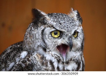 Great horned owl (Bubo virginianus), also known as the tiger owl. Wild life animal.