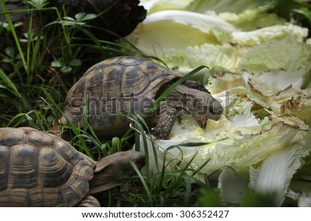 Russian tortoise (Agrionemys horsfieldii), also known as the Central Asian tortoise. Wild life animal.