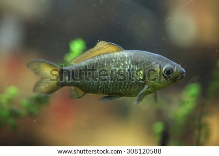 Freshwater fish. Wild life animal.