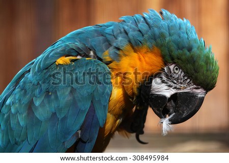 Blue-and-yellow macaw (Ara ararauna), also known as the blue-and-gold macaw. Wild life animal.