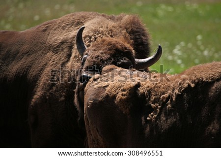 European bison (Bison bonasus), also known as the wisent or the European wood bison. Wild life animal.