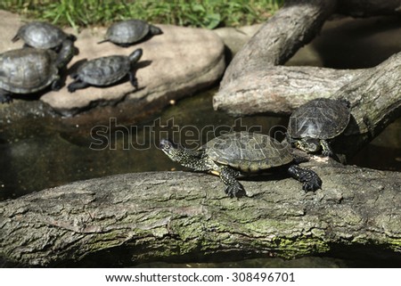 European pond turtle (Emys orbicularis), also known as the European pond terrapin. Wild life animal.