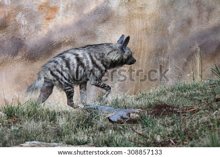 Striped hyena (Hyaena hyaena). Wild life animal.