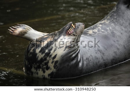 Grey seal (Halichoerus grypus), also known as the Atlantic seal. Wild life animal.