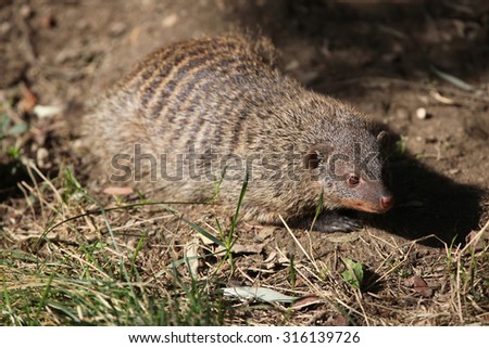 Banded mongoose (Mungos mungo colonus). Wild life animal.