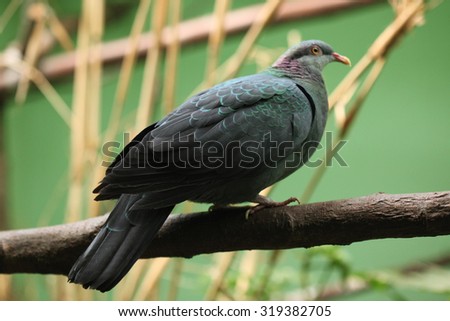 Metallic pigeon (Columba vitiensis griseogularis), also known as the white-throated pigeon. Wild life animal.