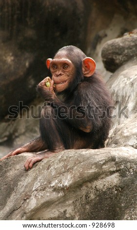 Little chimpanzee (Pan troglodytes)