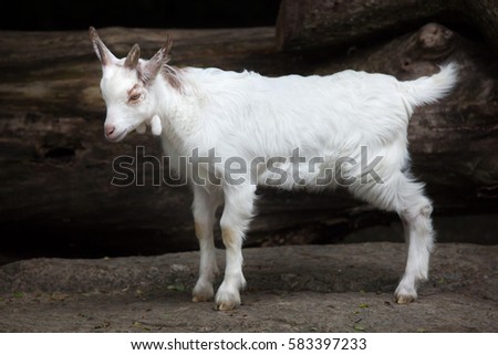 Similar – Image, Stock Photo Goat (Capra aegagrus hircus). Jandia. Fuerteventura. Canary Islands. Spain.