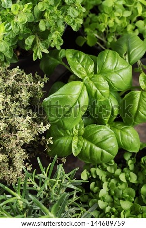 Top view of basil, rosemary, thyme and oregano in flower pots.