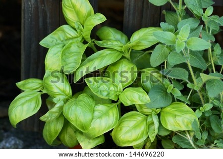 Close-up of fresh basil and oregano in front of wooden fence