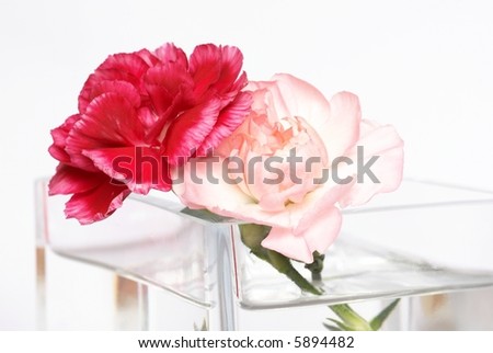 Two carnations in a vase