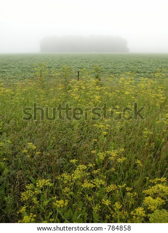 Eastern Ontario, Ottawa Valley farm field and woodlot shrouded in fog