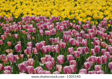 Garden bed display of purple and yellow tulips. Ottawa Tulip Festival.