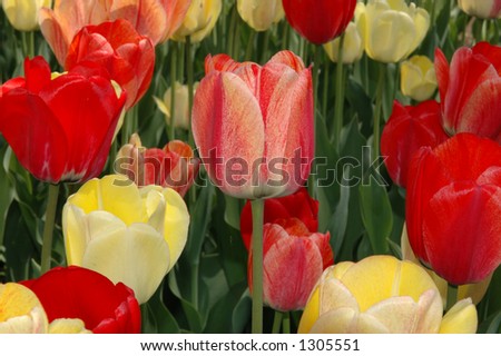 Close-up of tulips. Ottawa Tulip Festival, Ottawa, Ontario, Canada.