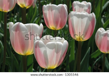 Ottawa Tulip Festival - pink and white tulips