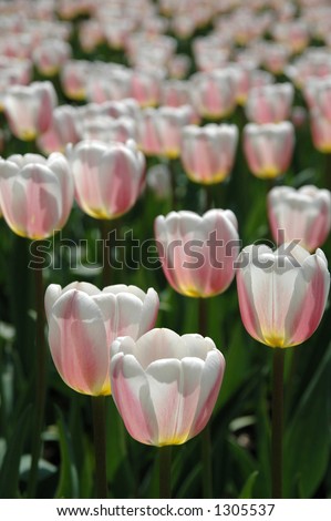 Silver White with Pink and Yellow Tulips, backlit - Ottawa Tulip Festival