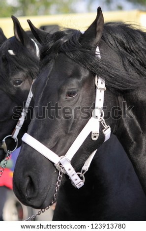 Portrait of a black frisian horse