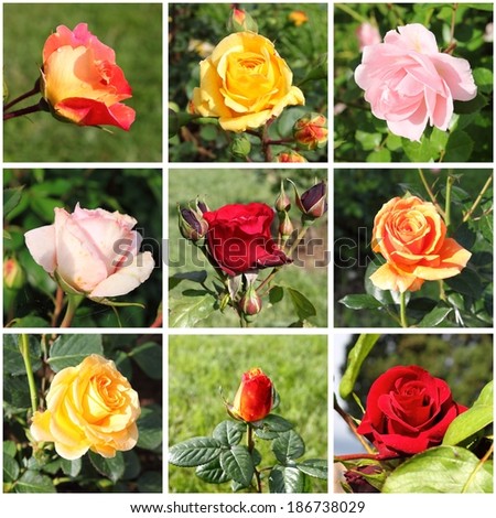 Collage of a variety of beautiful roses