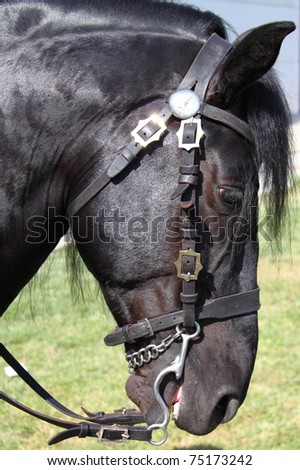 Portrait of a black frisian horse