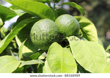 Green lemons on a lemon tree