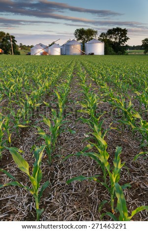 Field of young corn next to grain bins on a spring evening.