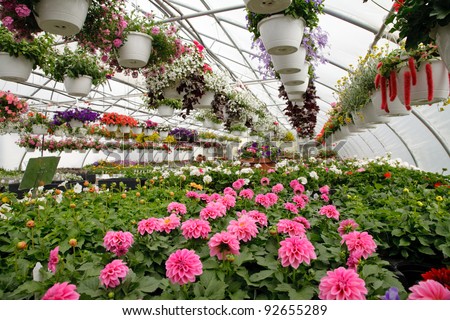 Blooming Flowers inside a garden center greenhouse